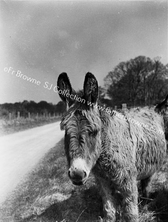 DONKEY FOAL